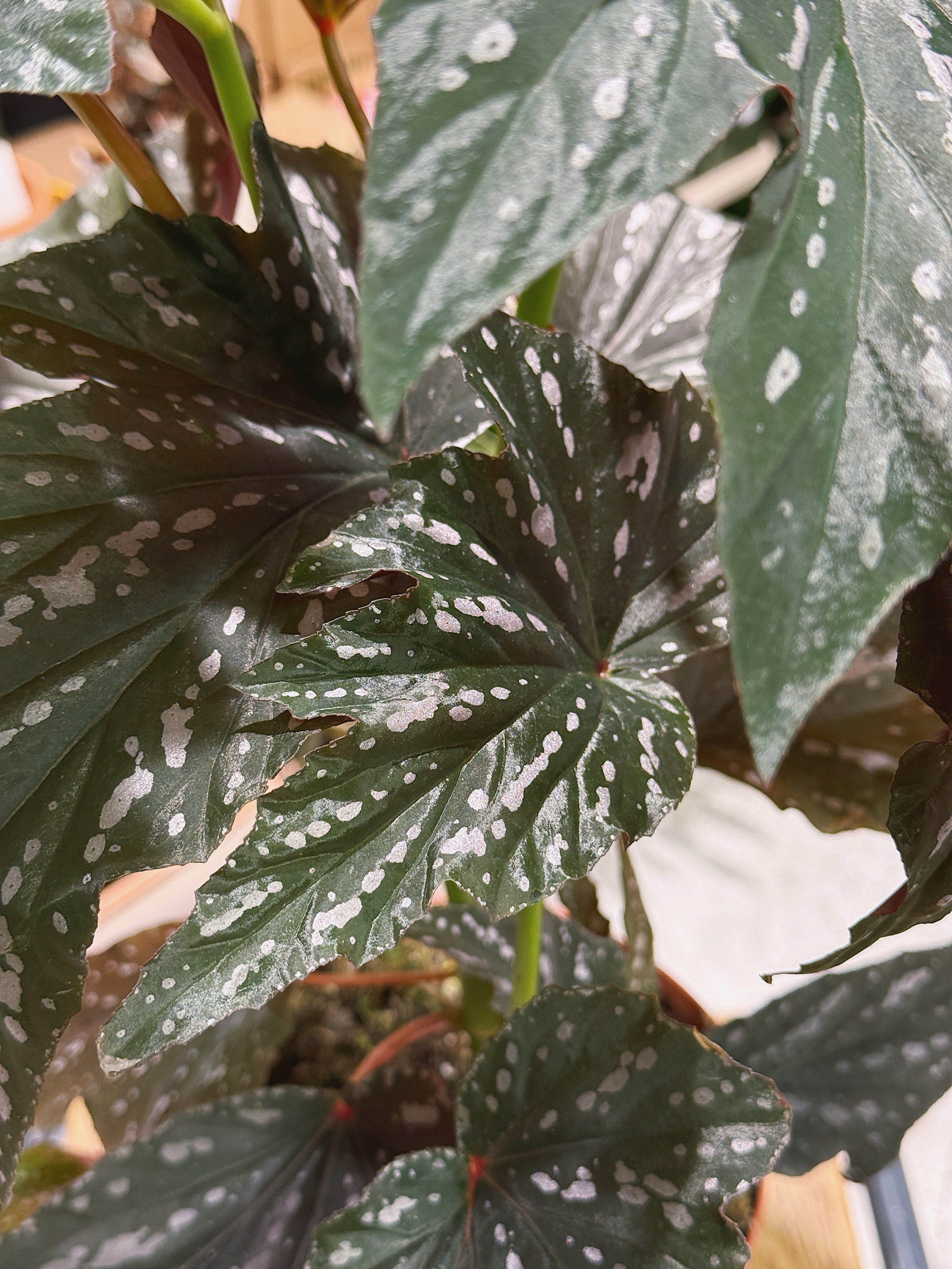Begonia 'Aiai' | Dramatic Foliage Houseplant