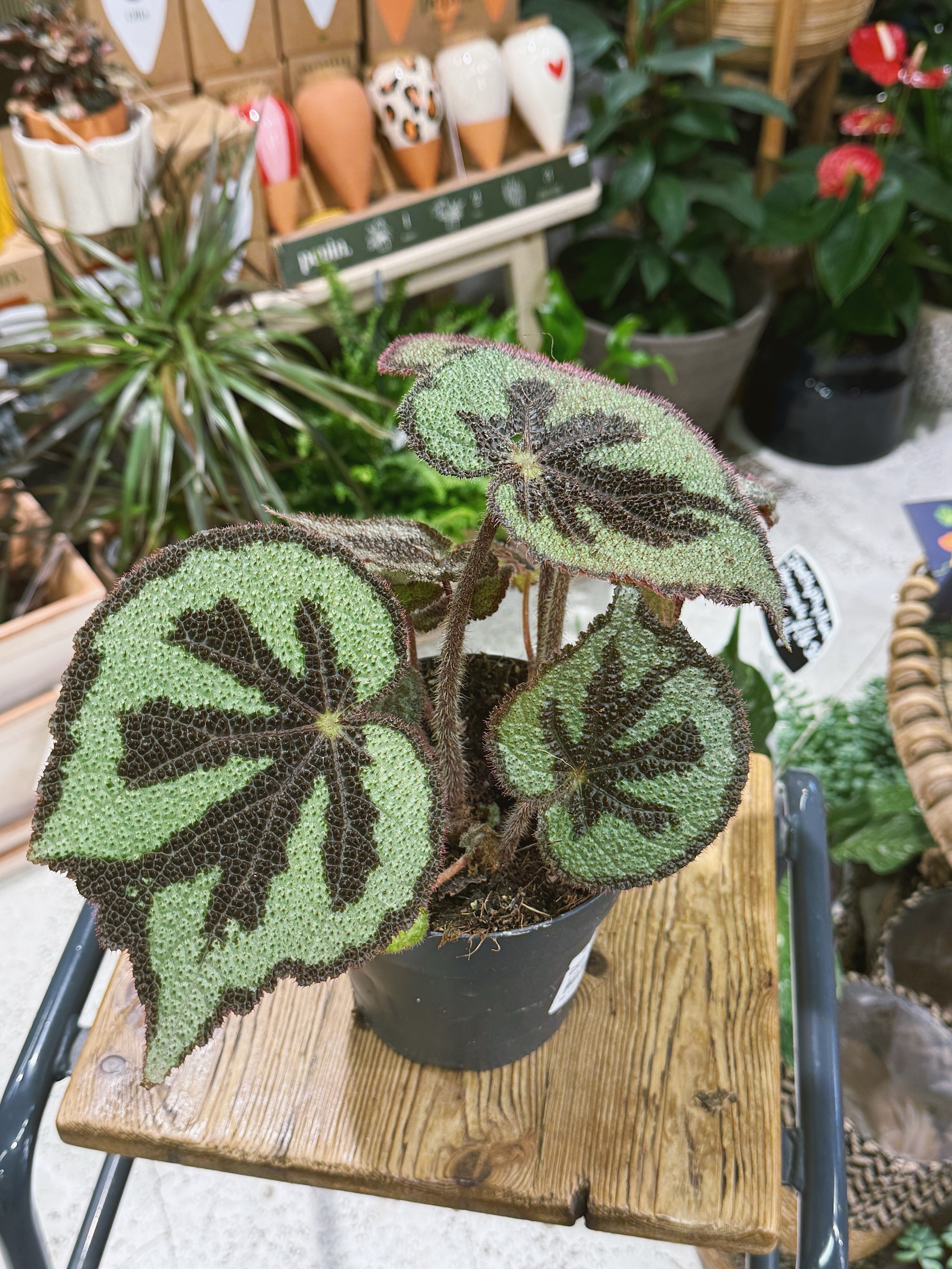 Iron Cross Begonia | Begonia masoniana 'Mountain' | Textured Foliage Houseplant