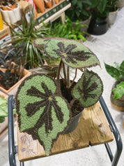 Iron Cross Begonia | Begonia masoniana 'Mountain' | Textured Foliage Houseplant