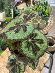 Iron Cross Begonia | Begonia masoniana 'Mountain' | Textured Foliage Houseplant