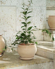 Decorative stone bench with potted plants and vases in a sunlit outdoor setting.