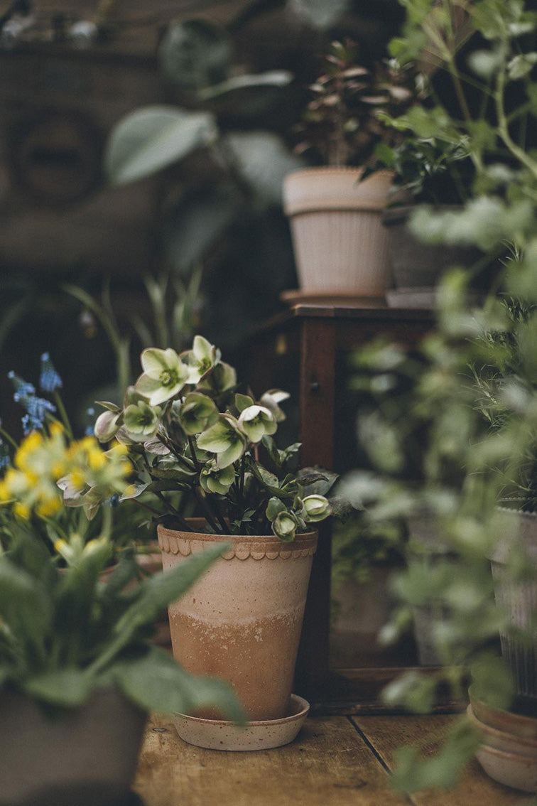 Helena Pot | Rose Clay