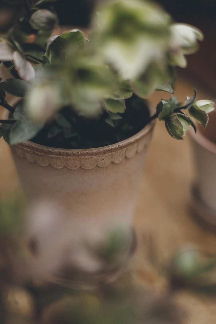 Helena Pot | Rose Clay