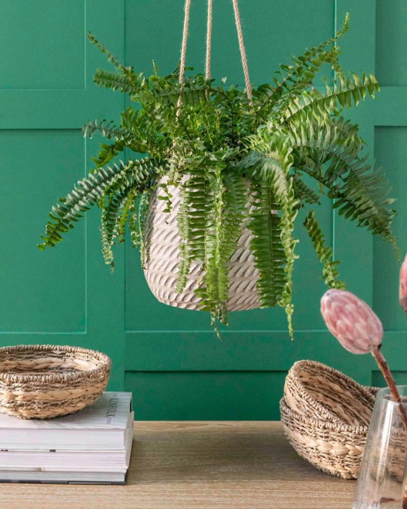 Hanging fern plant in a woven basket against a green wall