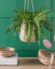Hanging fern plant in a woven basket against a green wall