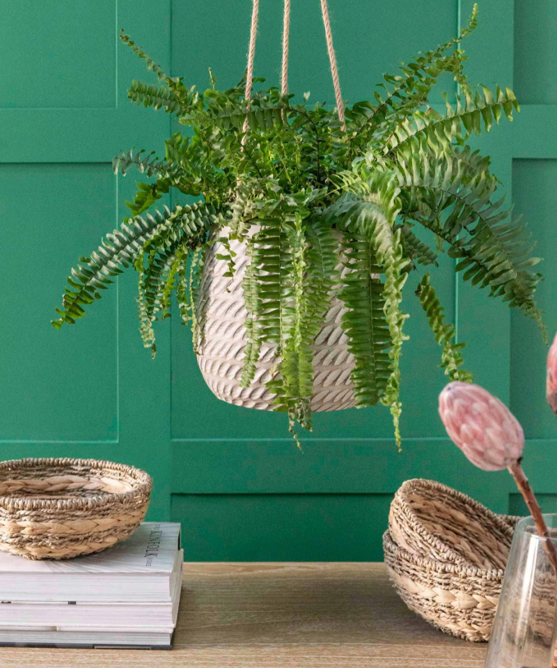 Hanging fern plant in a woven basket against a green wall