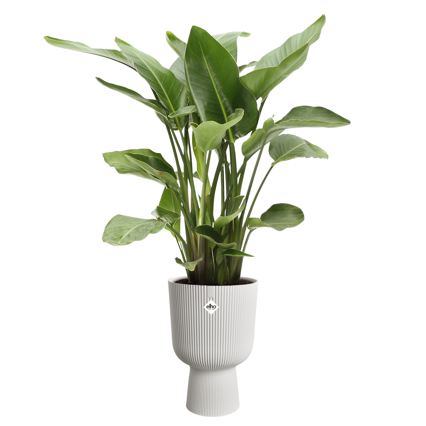 Vibes Coupe Fold Plant Pot | White / Deep Blue | Ø14cm, Ø30cm