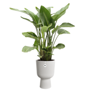 Vibes Coupe Fold Plant Pot | White / Deep Blue | Ø14cm, Ø30cm