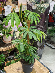 Anthurium Polyschistum