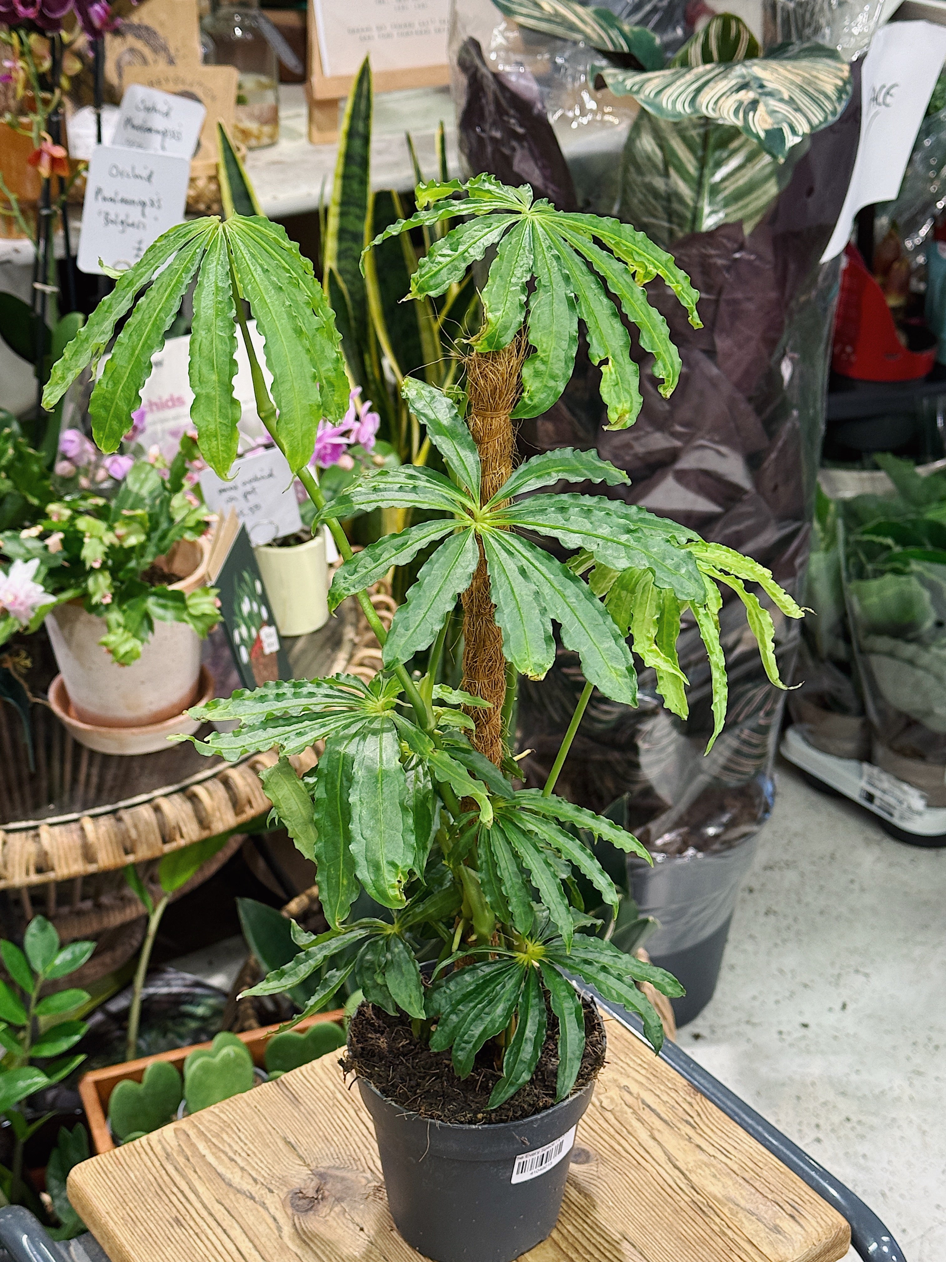 Anthurium Polyschistum