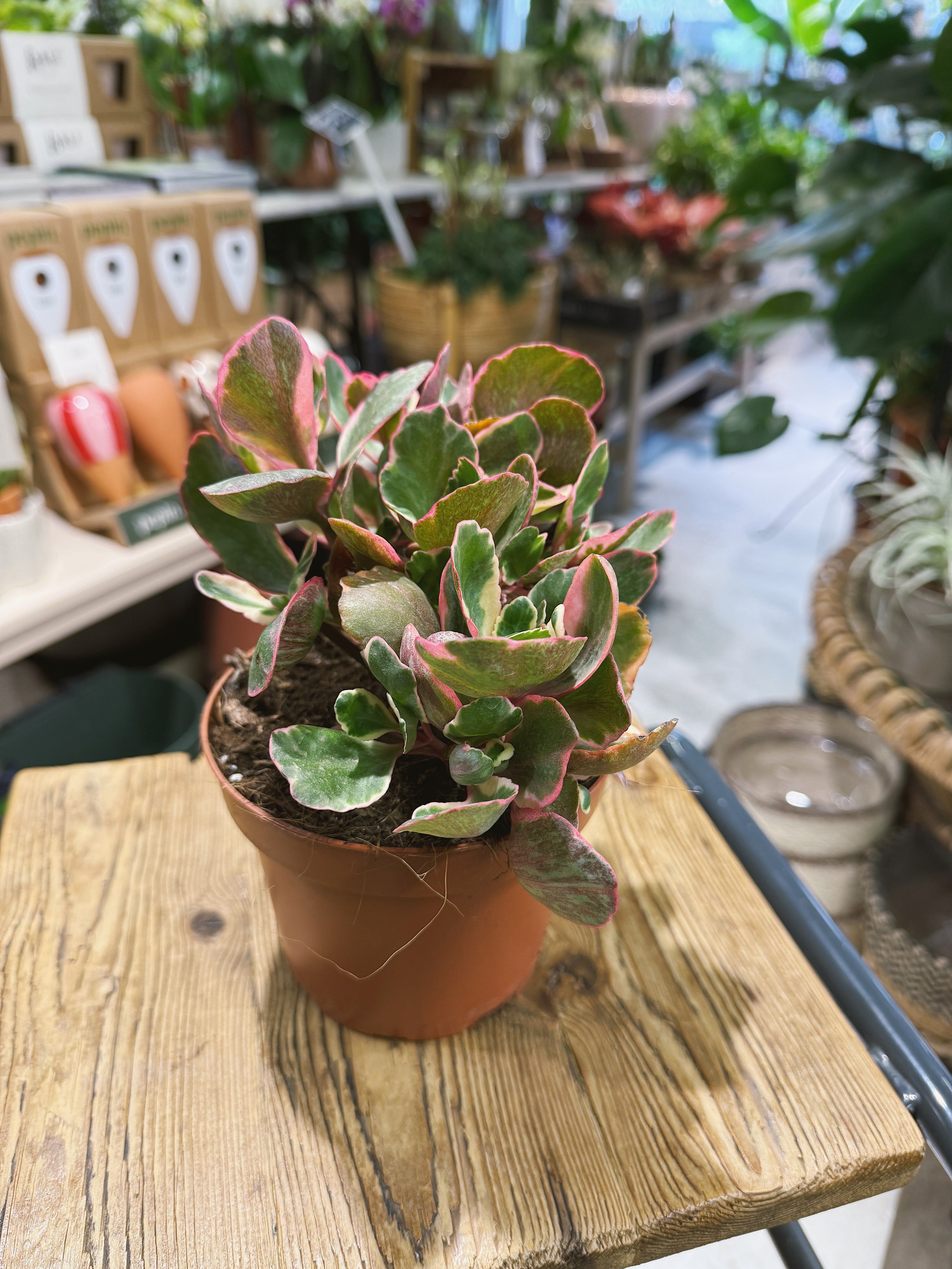 Variegated Kalanchoe | Kalanchoe 'Variegata Multicolor', scalloped leaves in cream, green and pink