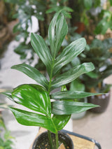 Rhaphidophora decursiva | Creeping Philodendron