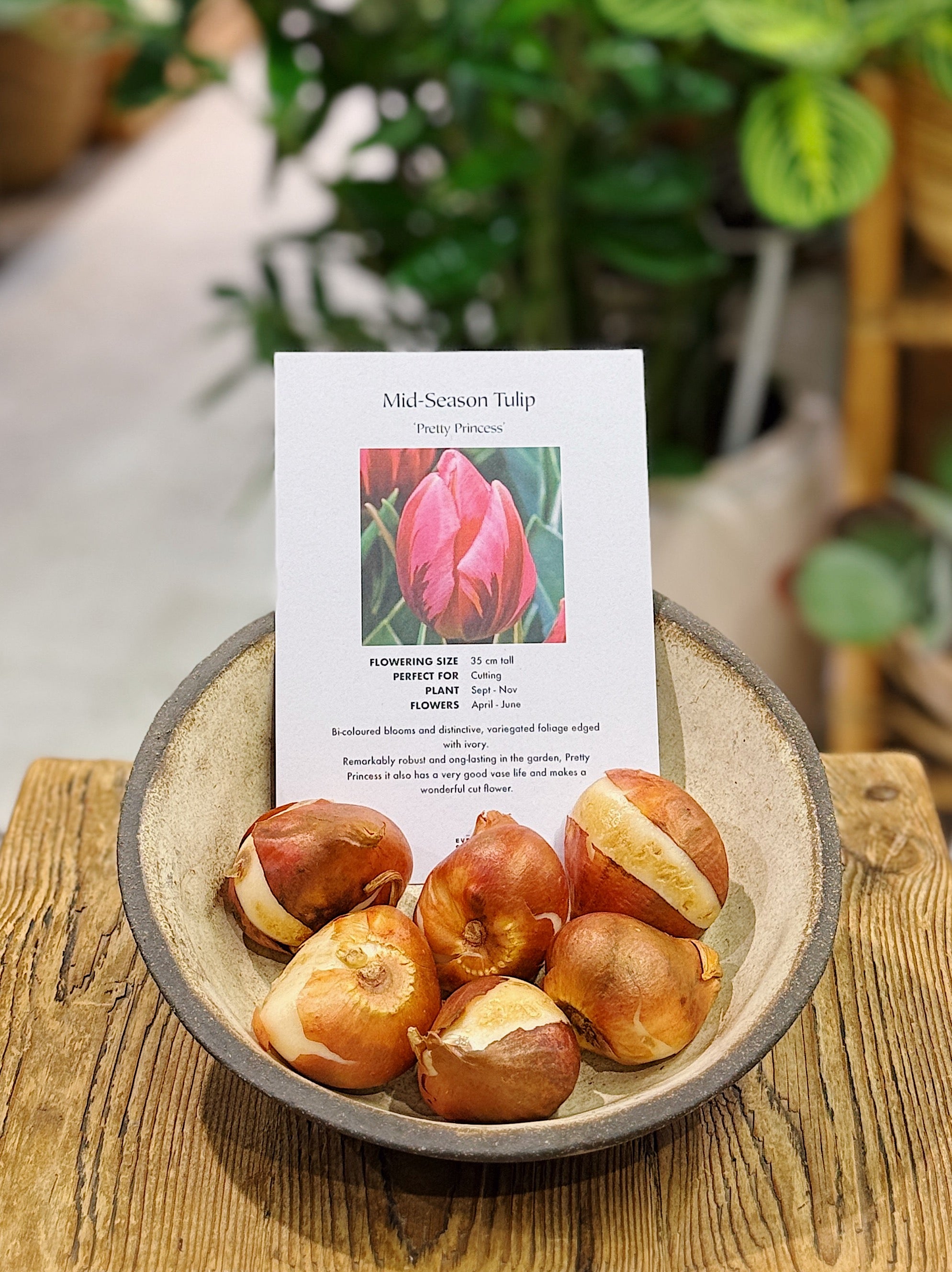 Tulip Bulbs | Mid Season 'Pretty Princess'