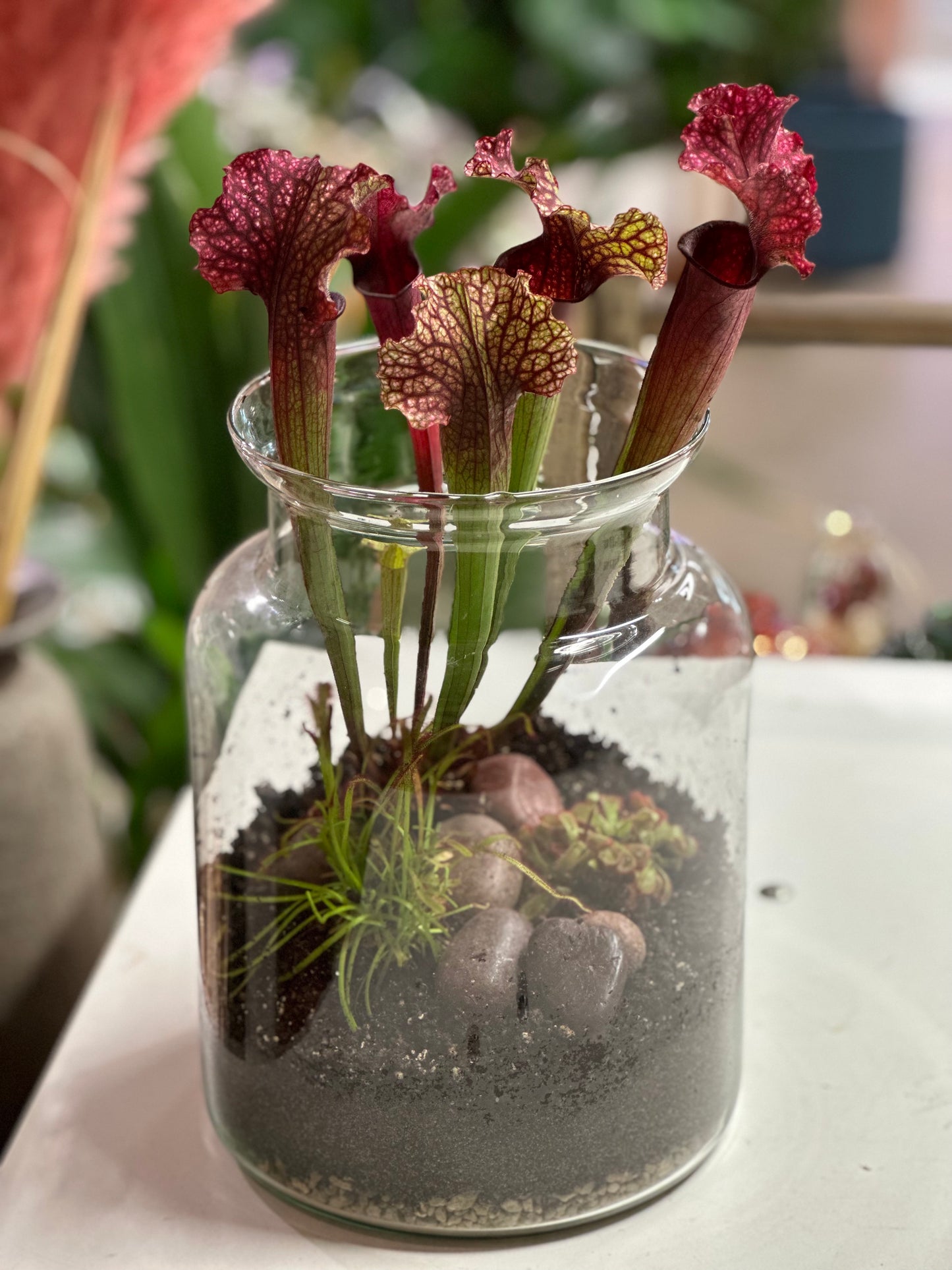 Carnivorous Plant Terrarium Workshop Tuesday 26th March 2024