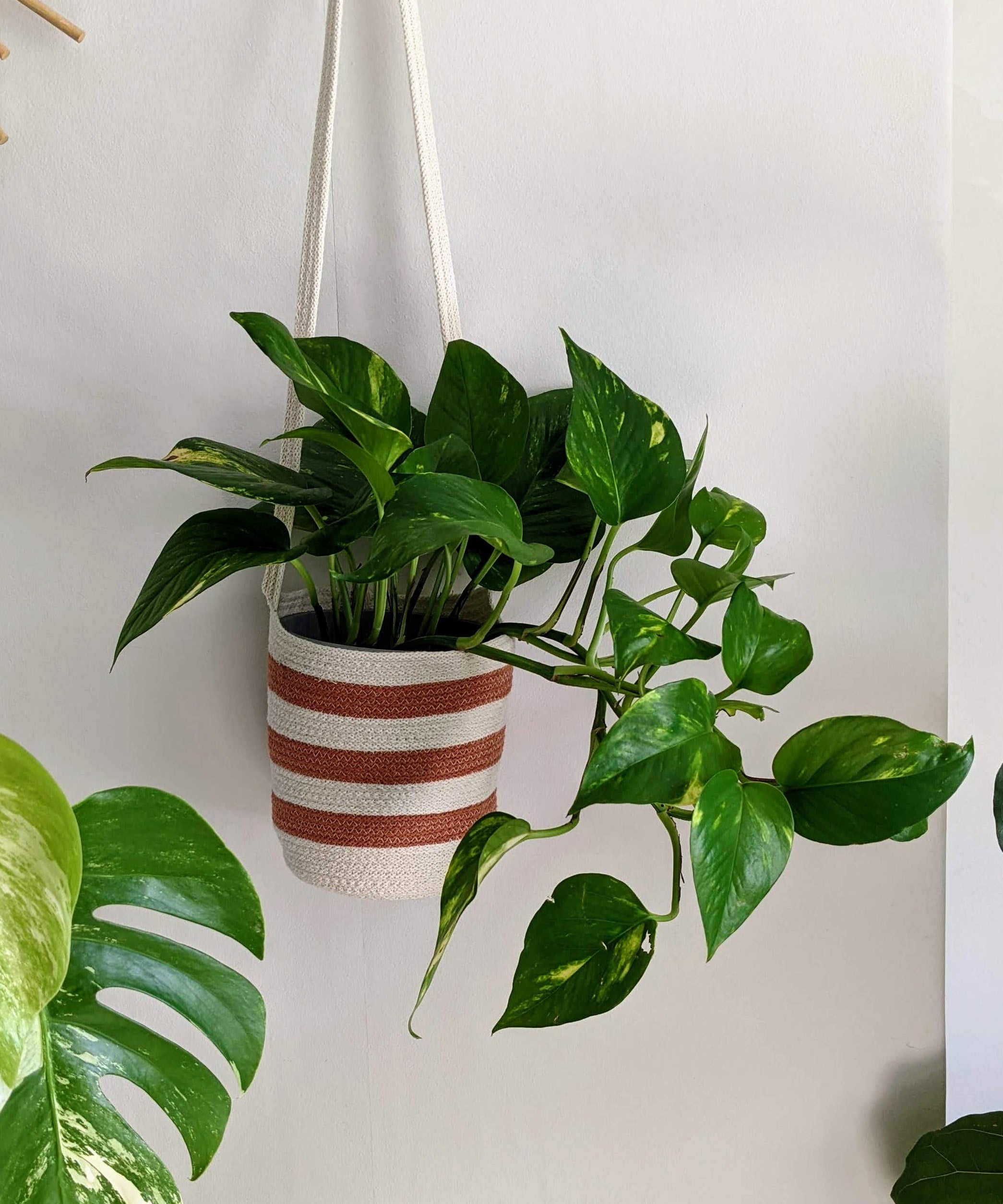 Hanging green plant in a striped pot against a light background