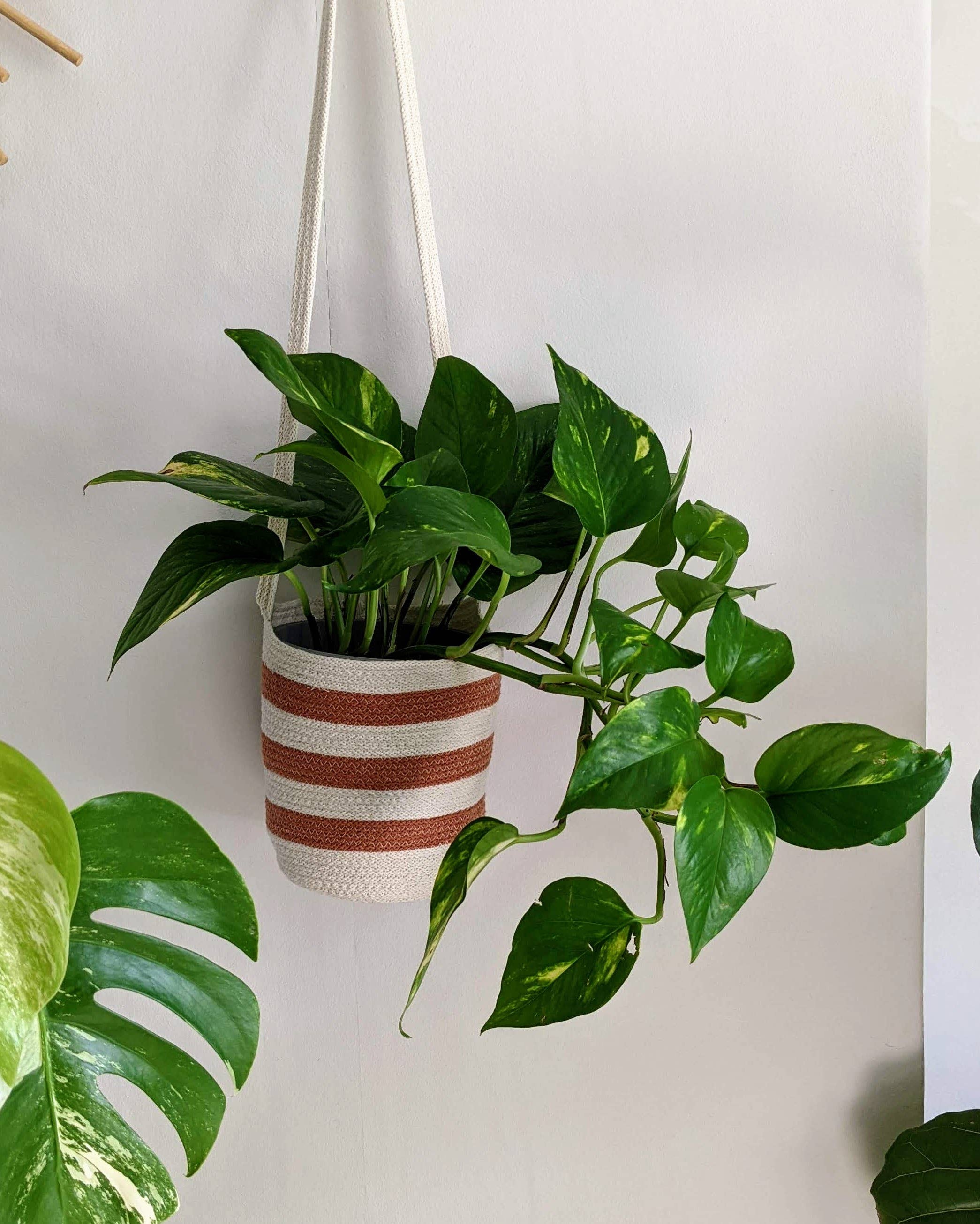 Hanging green plant in a striped pot against a light background