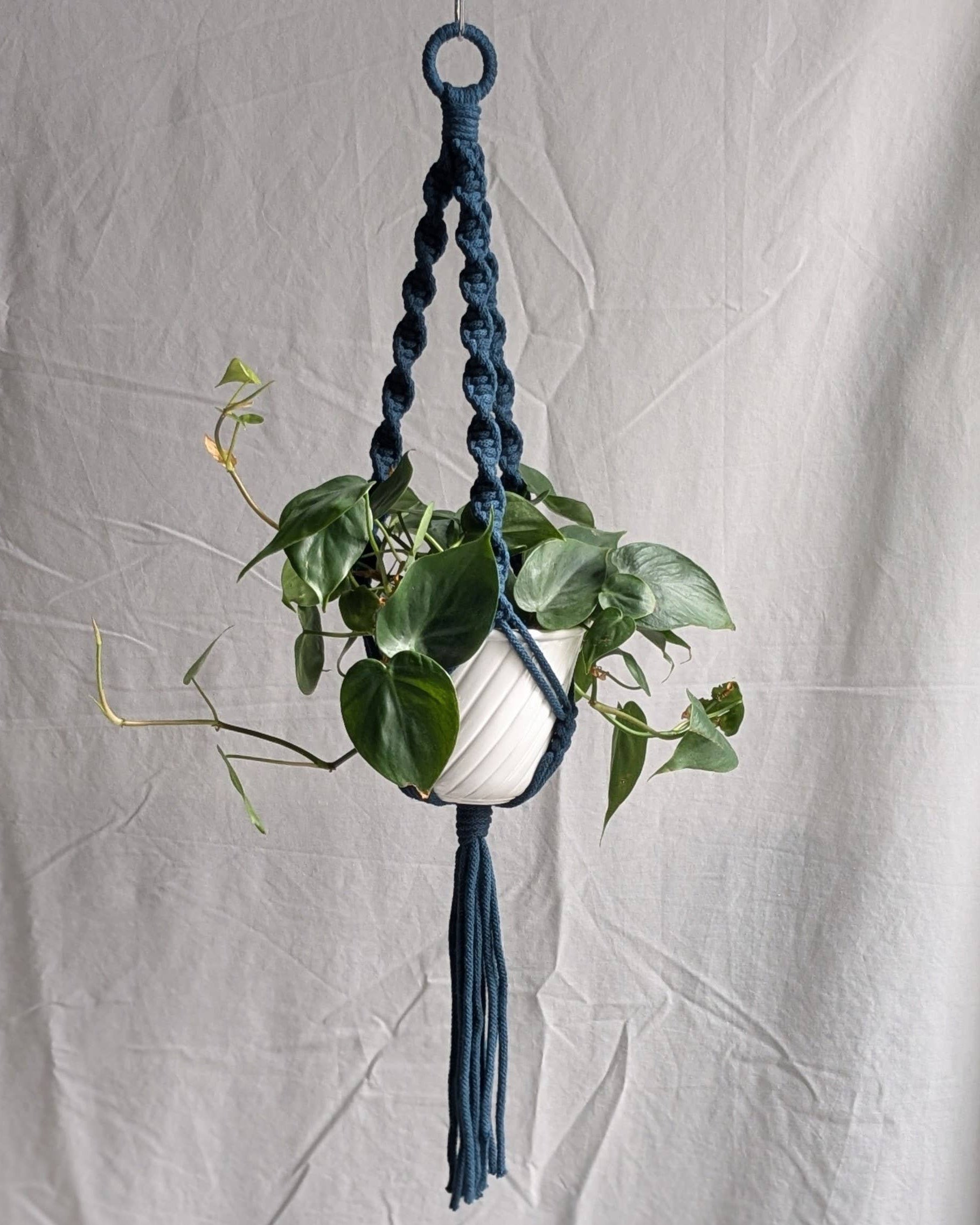 Hanging plant with a blue macrame holder against a plain background