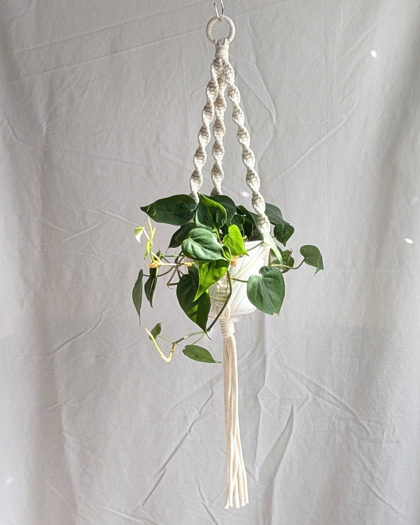 Hanging plant with macrame holder against a plain background