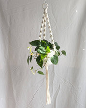 Hanging plant with macrame holder against a plain background
