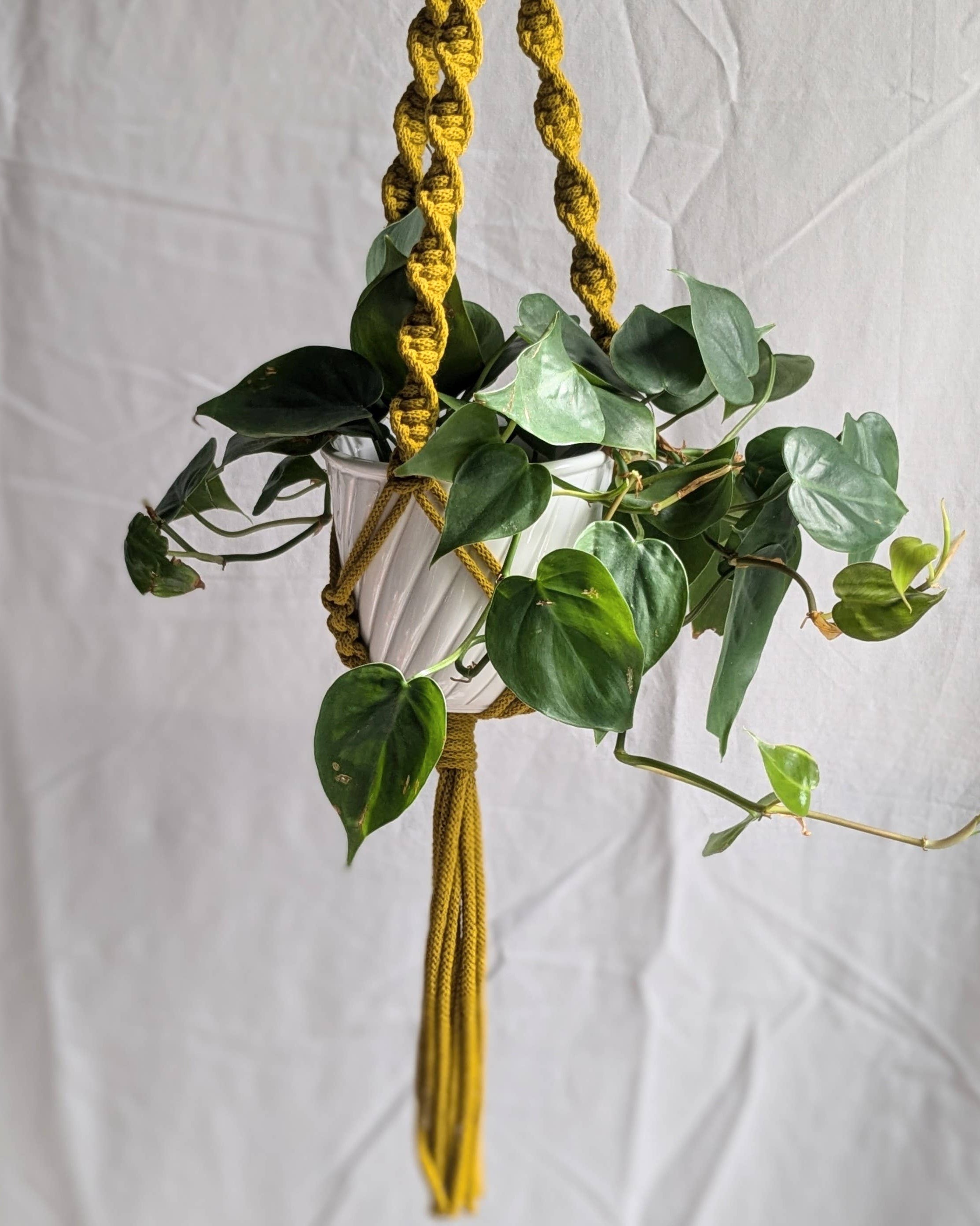 Hanging plant with green leaves on a yellow macrame hanger against a white background