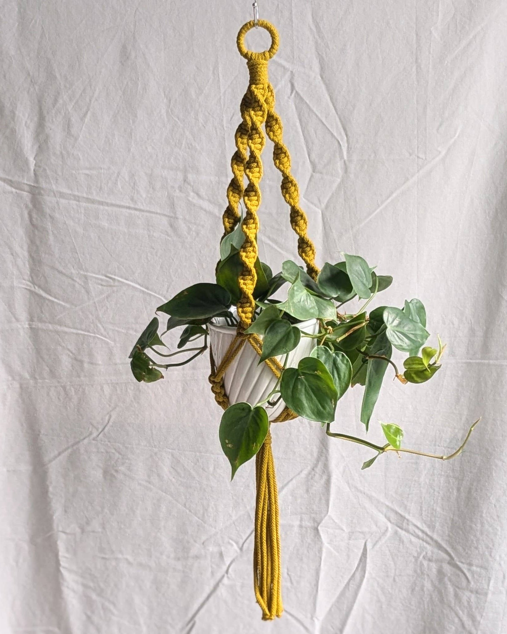 Hanging plant with a yellow macrame hanger on a white background