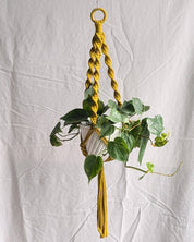 Hanging plant with a yellow macrame hanger on a white background