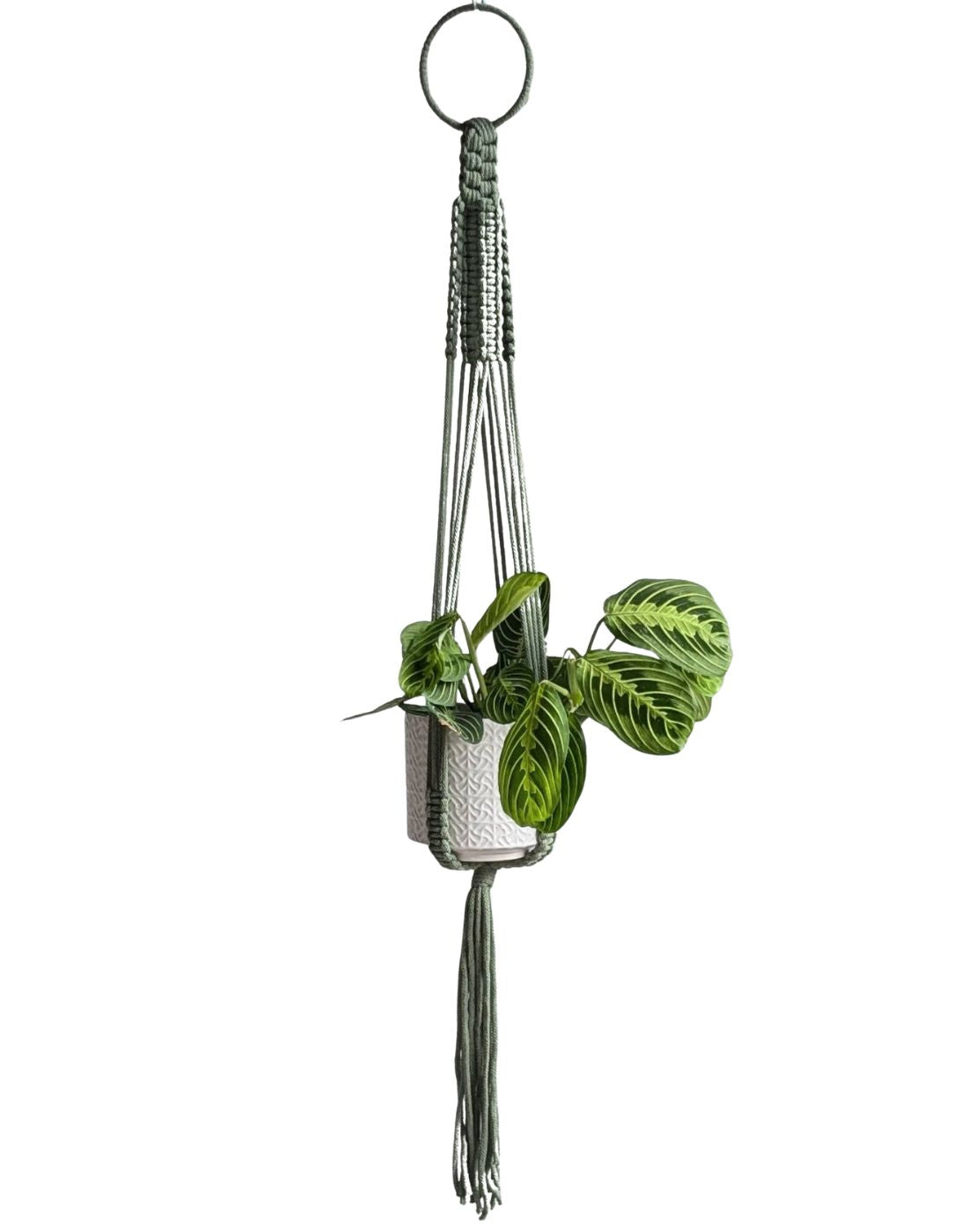 Hanging plant holder with a plant on a white background