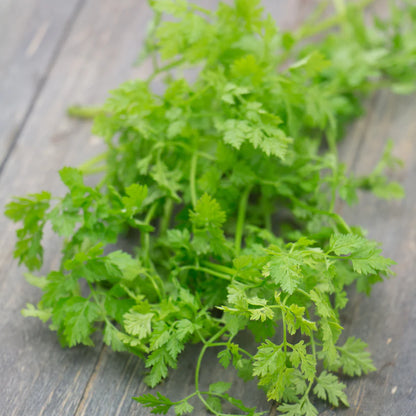 Kitchen Herbs Seed Collection