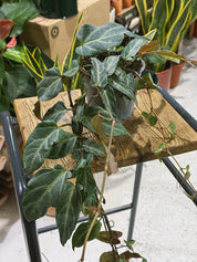Amazon Jungle Vine | Cissus amazonica, silver veined trailing climber