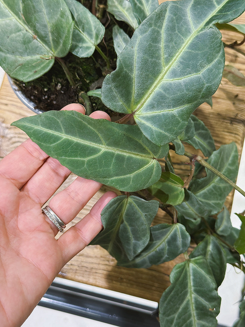 Amazon Jungle Vine | Cissus amazonica, silver veined trailing climber