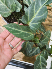 Amazon Jungle Vine | Cissus amazonica, silver veined trailing climber