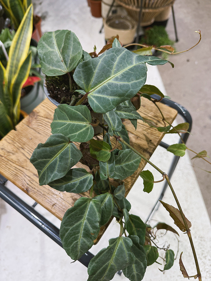 Amazon Jungle Vine | Cissus amazonica, silver veined trailing climber