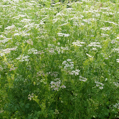 Ladybird's Shelter Herbs Seed Collection