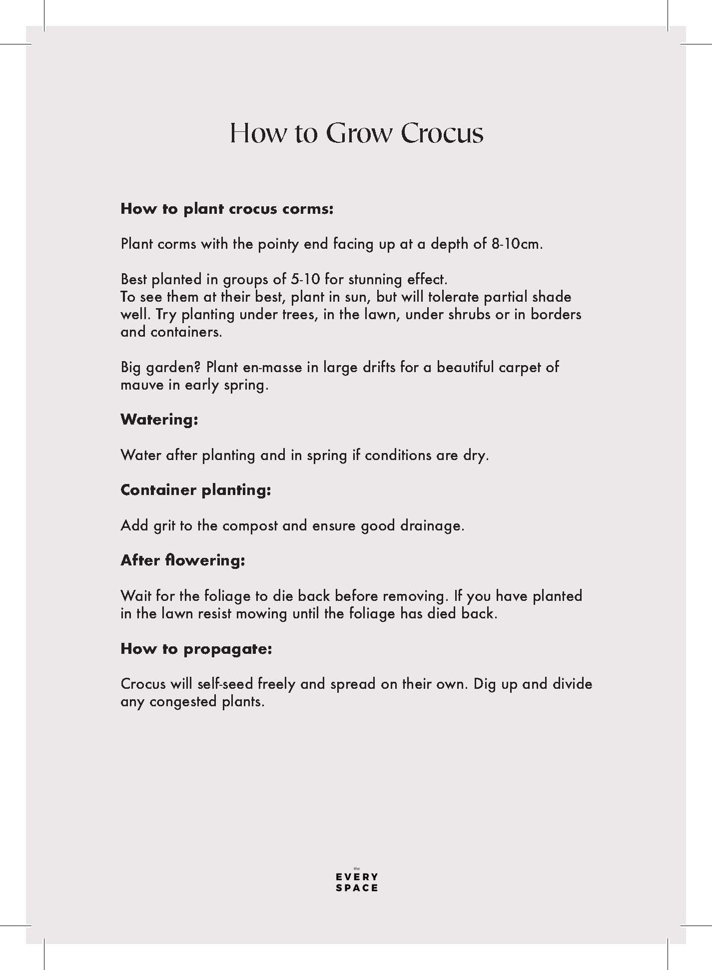 Crocus Corms | Spring Flowering Crocus Chrys. Romance