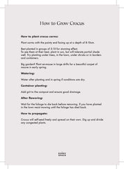 Crocus Corms | Spring Flowering Crocus Chrys. Romance