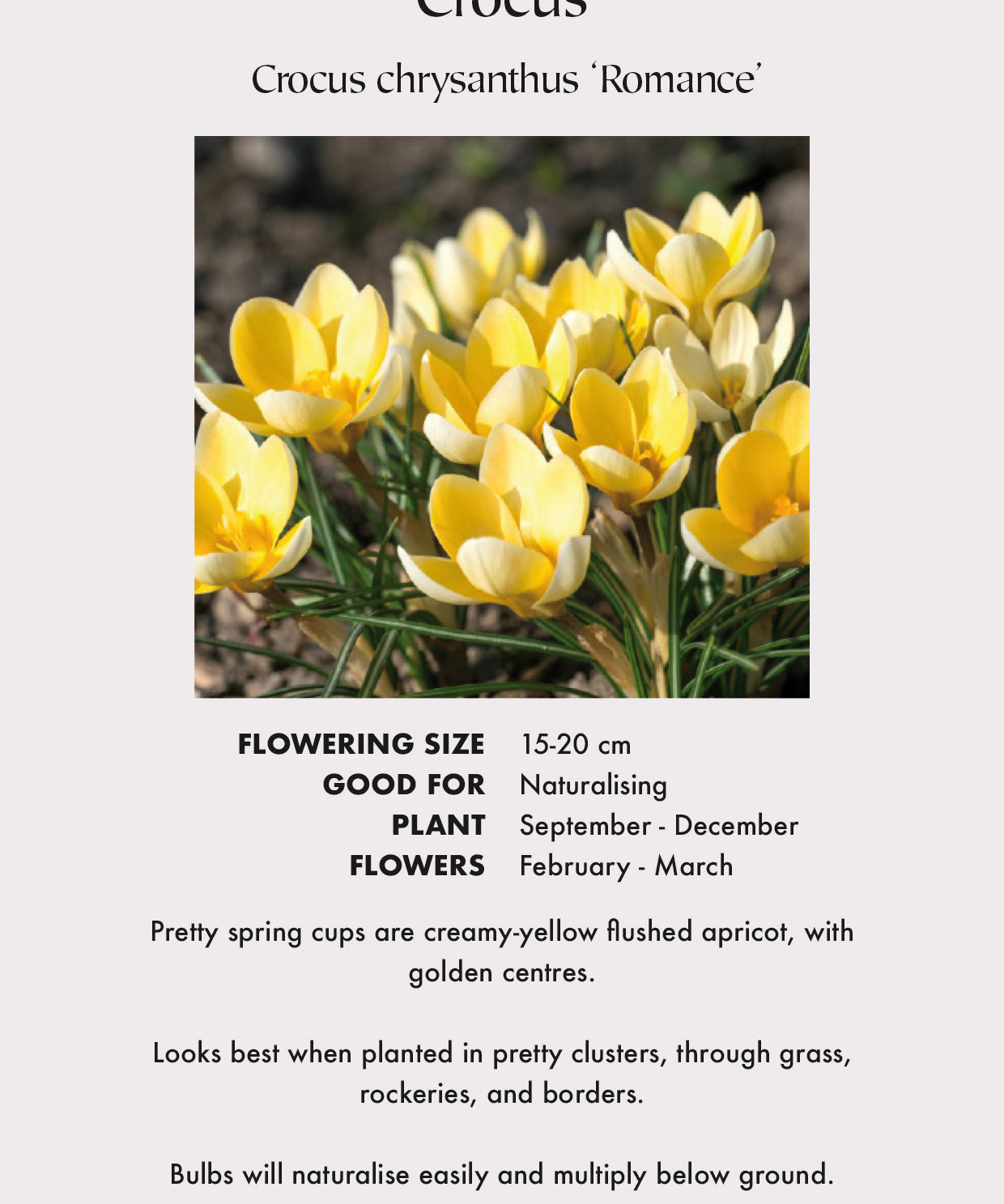 Crocus_chrysanthus_Romance.jpg
