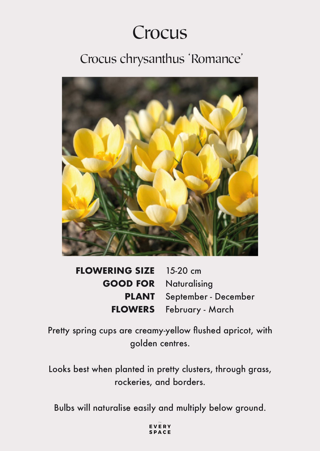 Crocus Corms | Spring Flowering Crocus Chrys. Romance