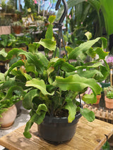 Curly Orchid Cactus | Epiphyllum guatemalense 'Monstrose', a twisting jungle cactus