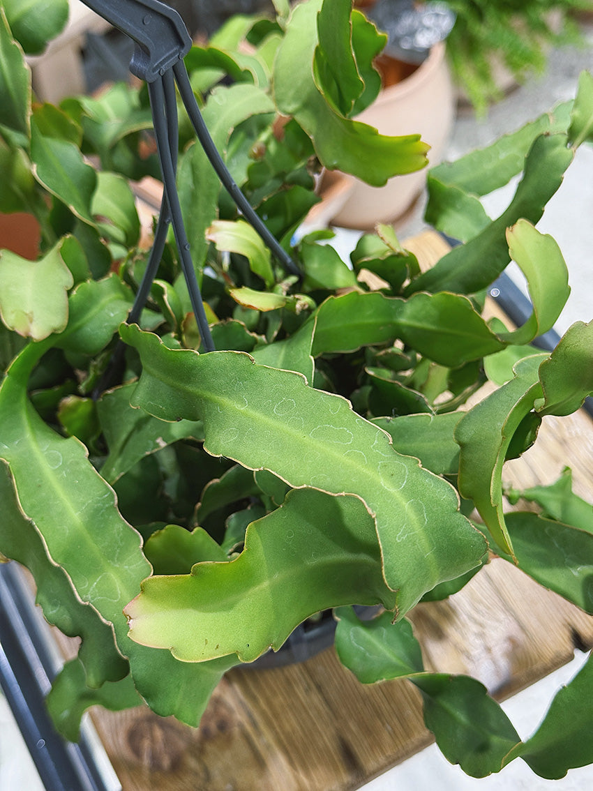 Curly Orchid Cactus | Epiphyllum guatemalense 'Monstrose', a twisting jungle cactus