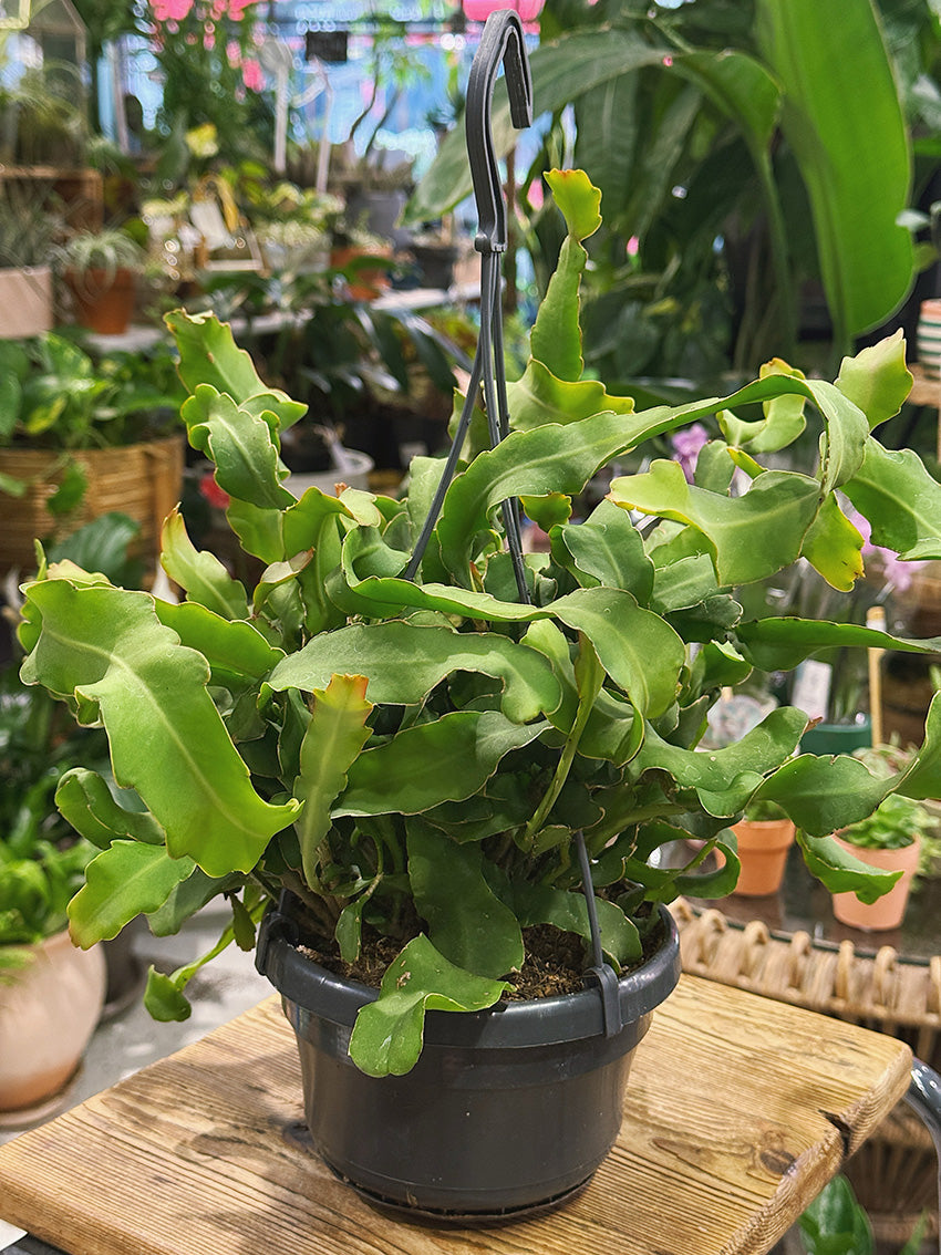 Curly Orchid Cactus | Epiphyllum guatemalense 'Monstrose', a twisting jungle cactus