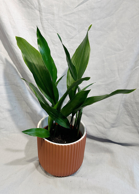 Cast Iron Plant | Aspidistra elatior