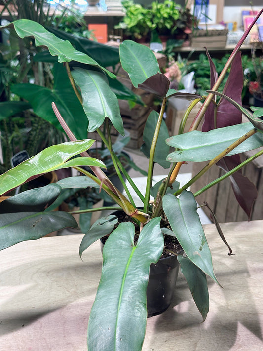 Philodendron atabapoense