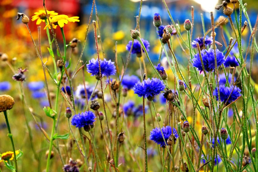 Cornflower Seed Tin