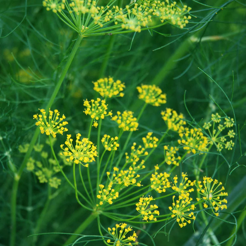 Ladybird's Shelter Herbs Seed Collection