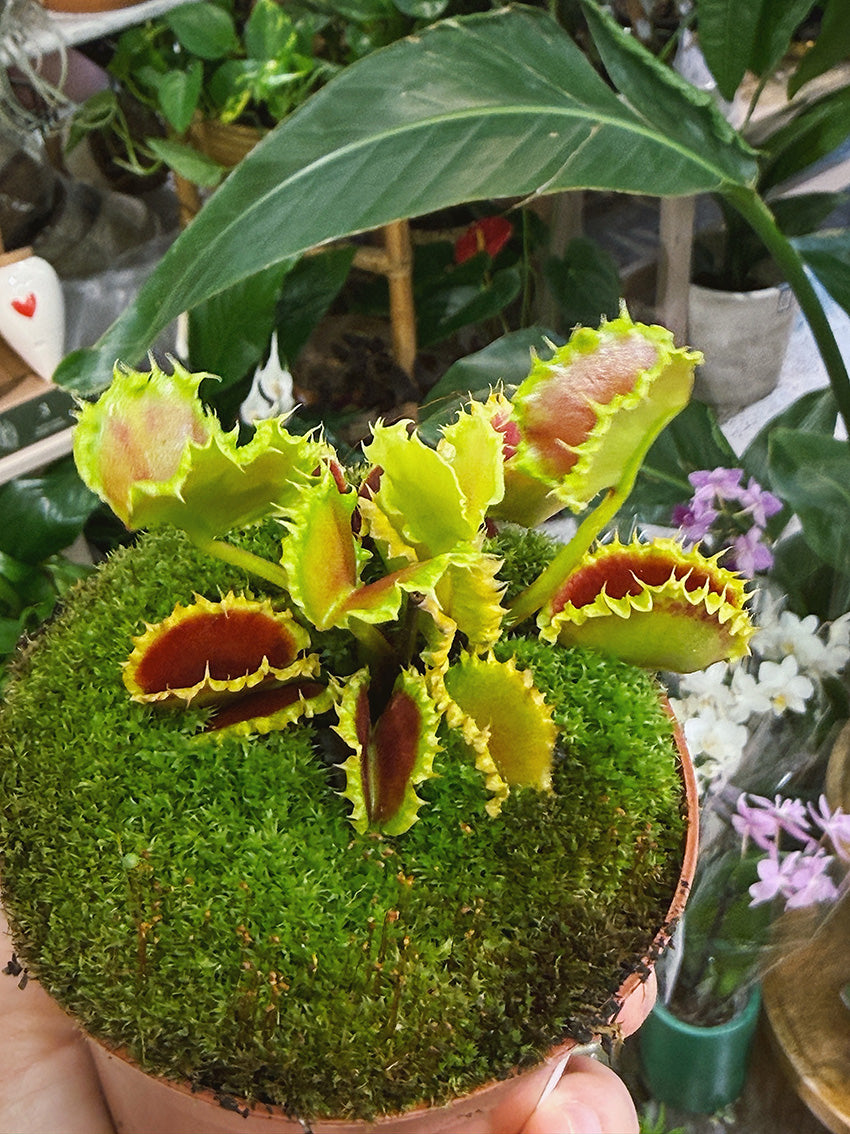 Venus Flytrap | Dionaea muscipula 'Zipp', the fast-snapping carnivorous classic