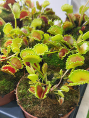 Venus Flytrap | Dionaea muscipula 'Zipp', the fast-snapping carnivorous classic