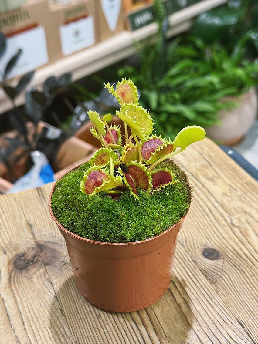 Venus Flytrap | Dionaea muscipula 'Zipp', the fast-snapping carnivorous classic