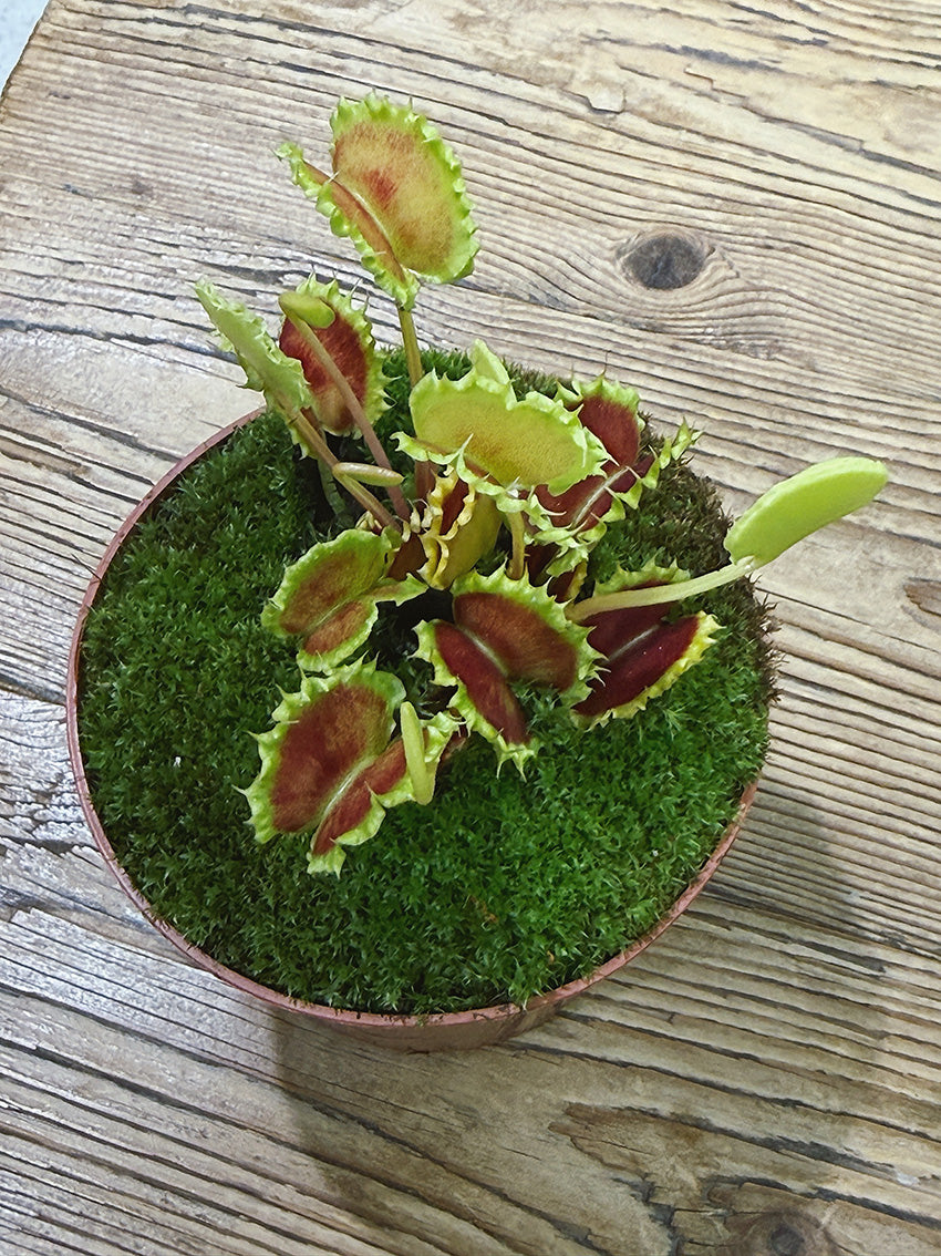 Venus Flytrap | Dionaea muscipula 'Zipp', the fast-snapping carnivorous classic