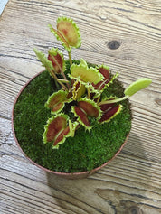 Venus Flytrap | Dionaea muscipula 'Zipp', the fast-snapping carnivorous classic