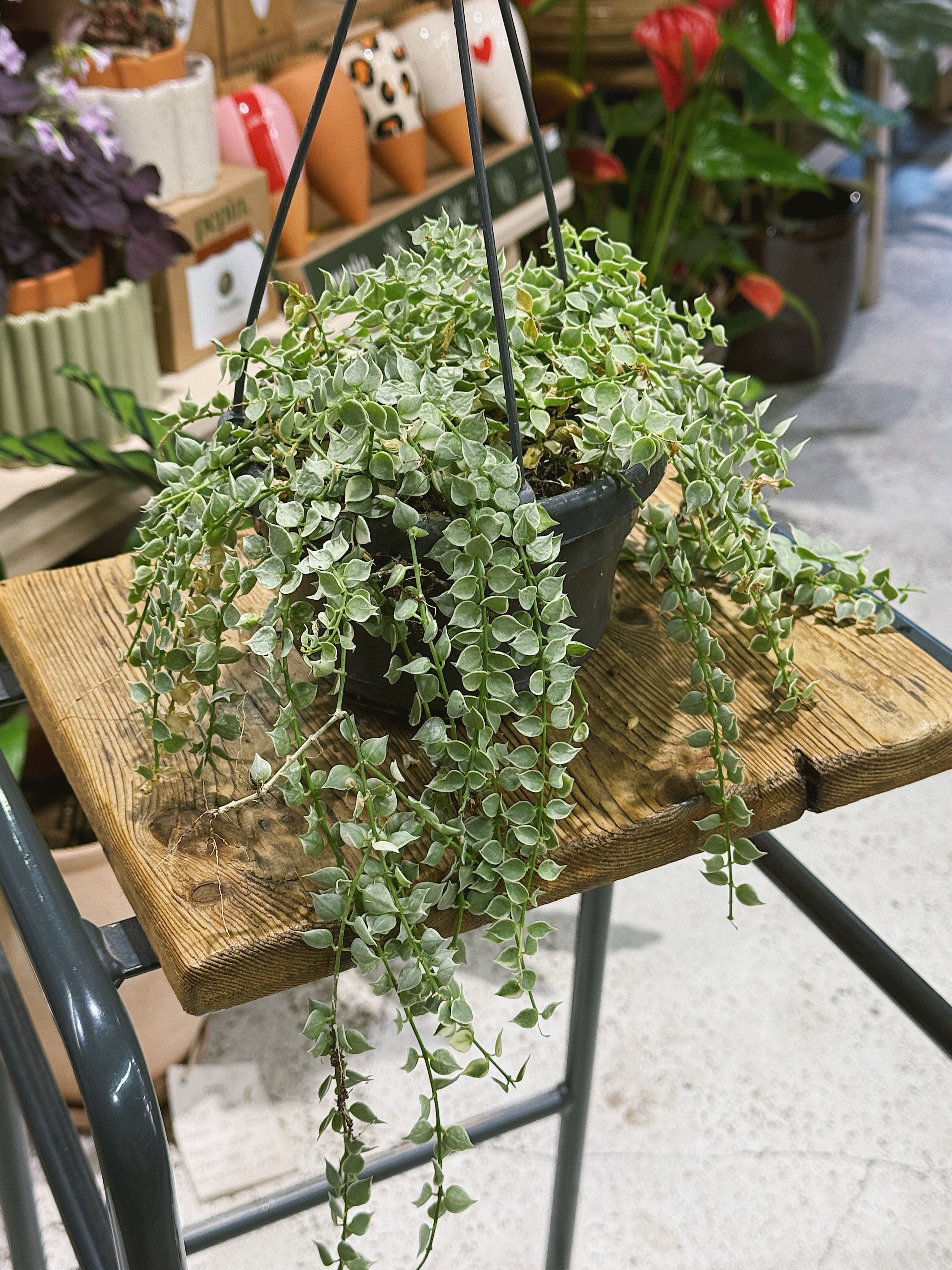 Dischidia Ruscifolia Variegata | Variegated Million Hearts